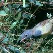 Connecticut Warbler